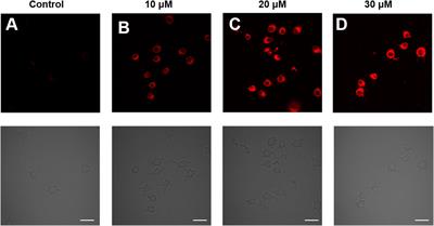 A novel near-infrared fluorescent probe for rapid sensing of HClO in living cells and zebrafish